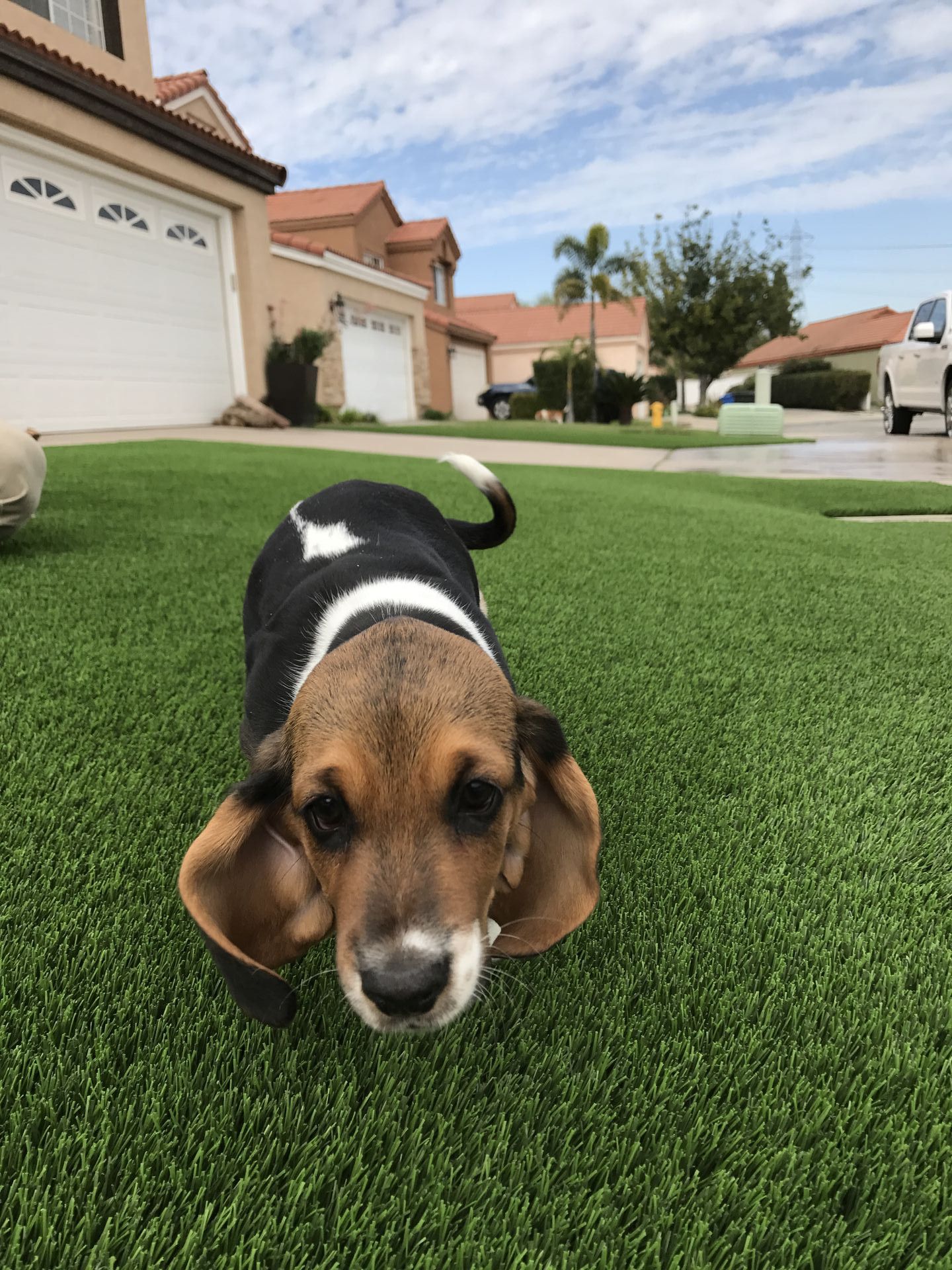 Pet Turf Installation